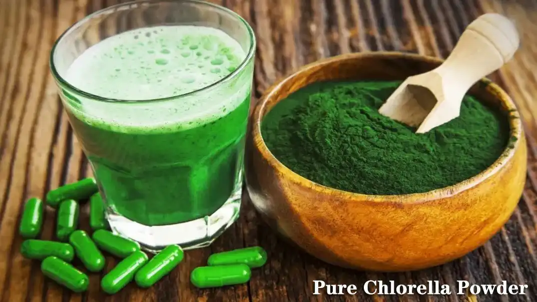 Chlorella Powder Supplier.jpg Chlorella Powder Supplier.jpg